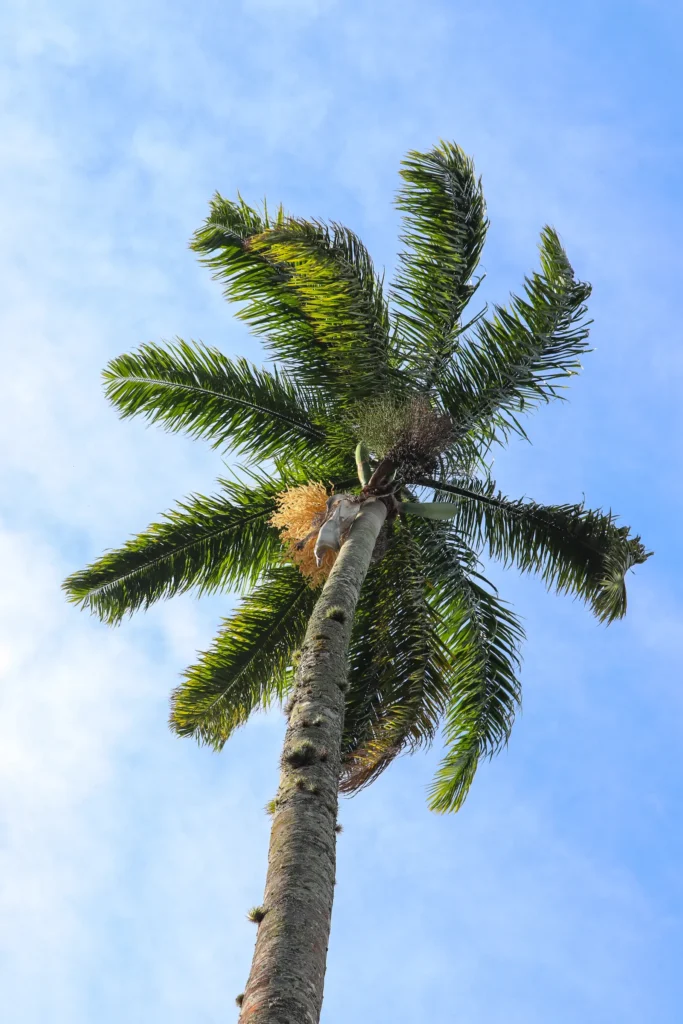 Palmera alta expuesta al viento para explicar riesgos durante temporales