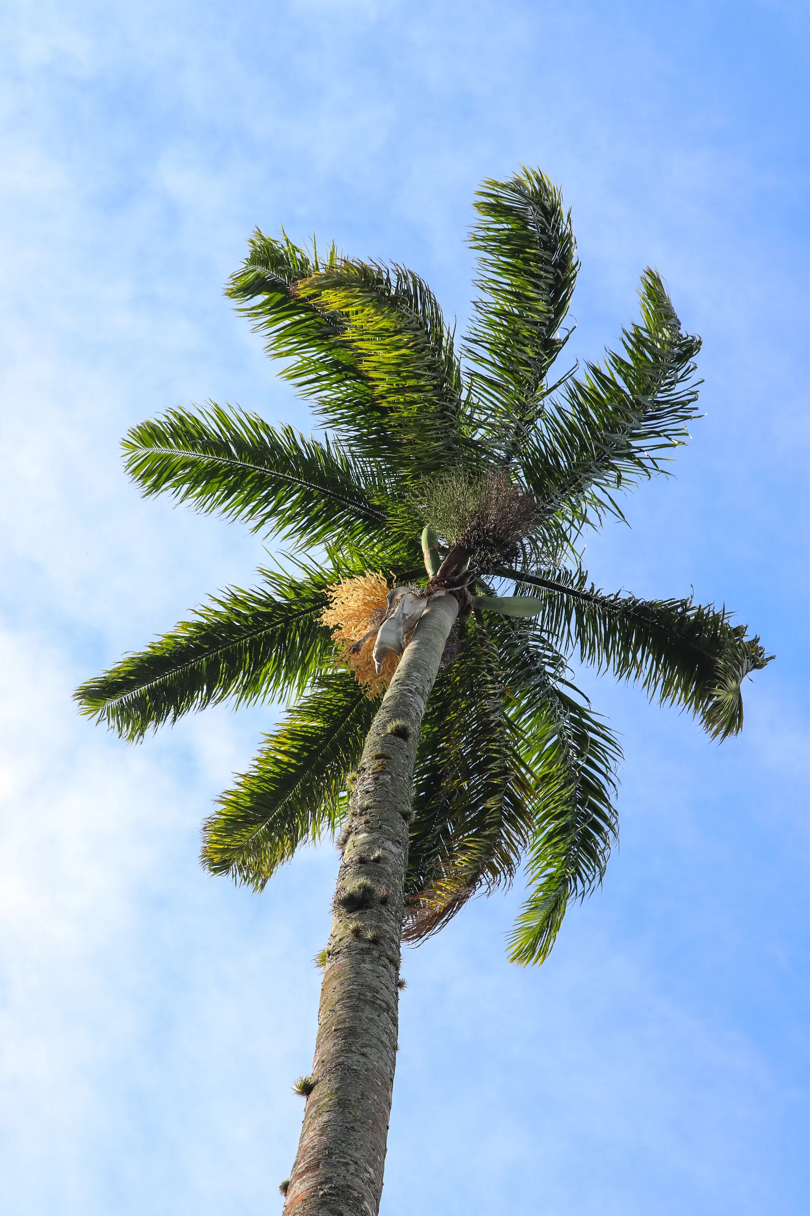 Palmera alta expuesta al viento para explicar riesgos durante temporales