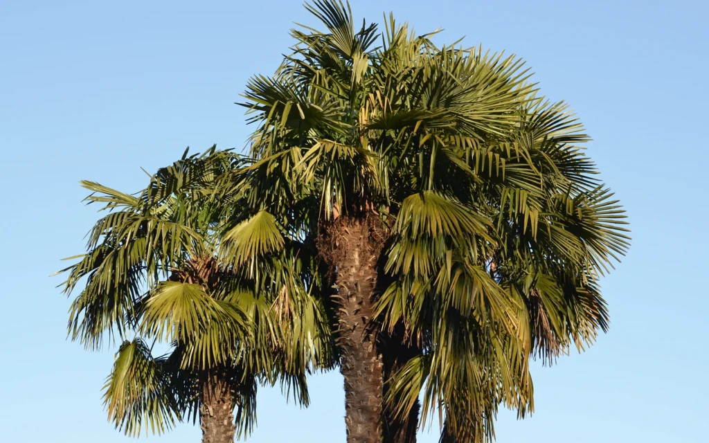 Palmera podada para acompañar una guía sobre síntomas posteriores y la importancia de conservar una copa funcional