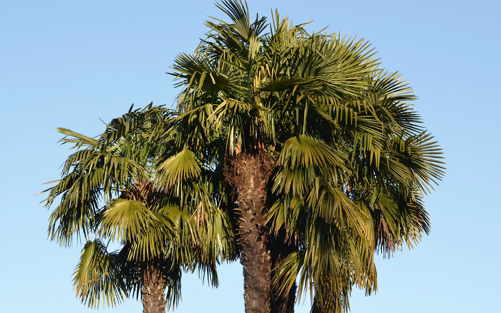 Palmera podada para acompañar una guía sobre síntomas posteriores y la importancia de conservar una copa funcional