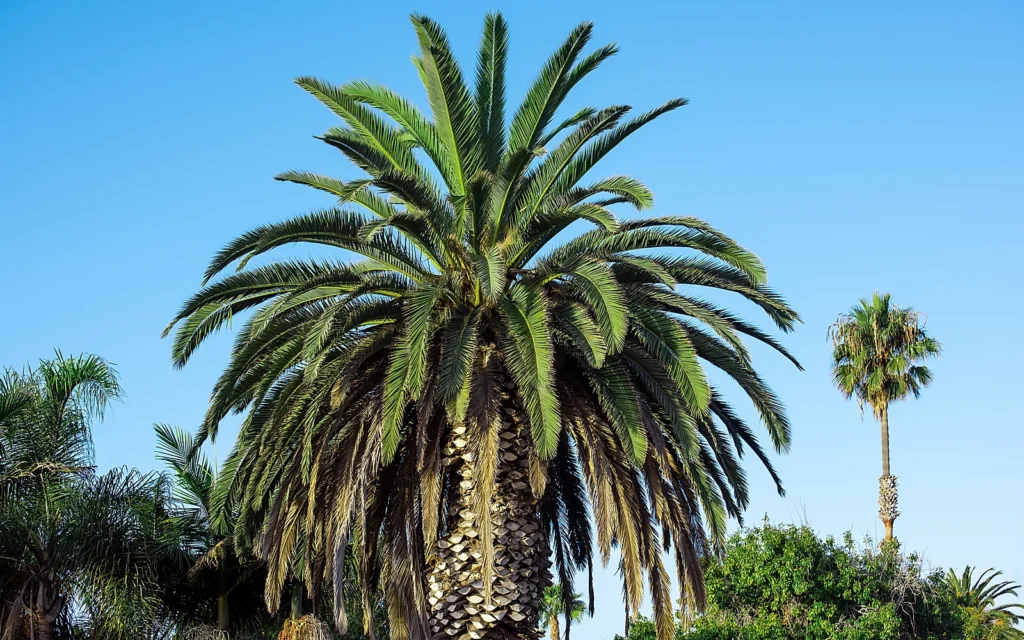 Palmeras habituales en jardines de la Marina Alta: imagen ilustrativa de varias palmeras