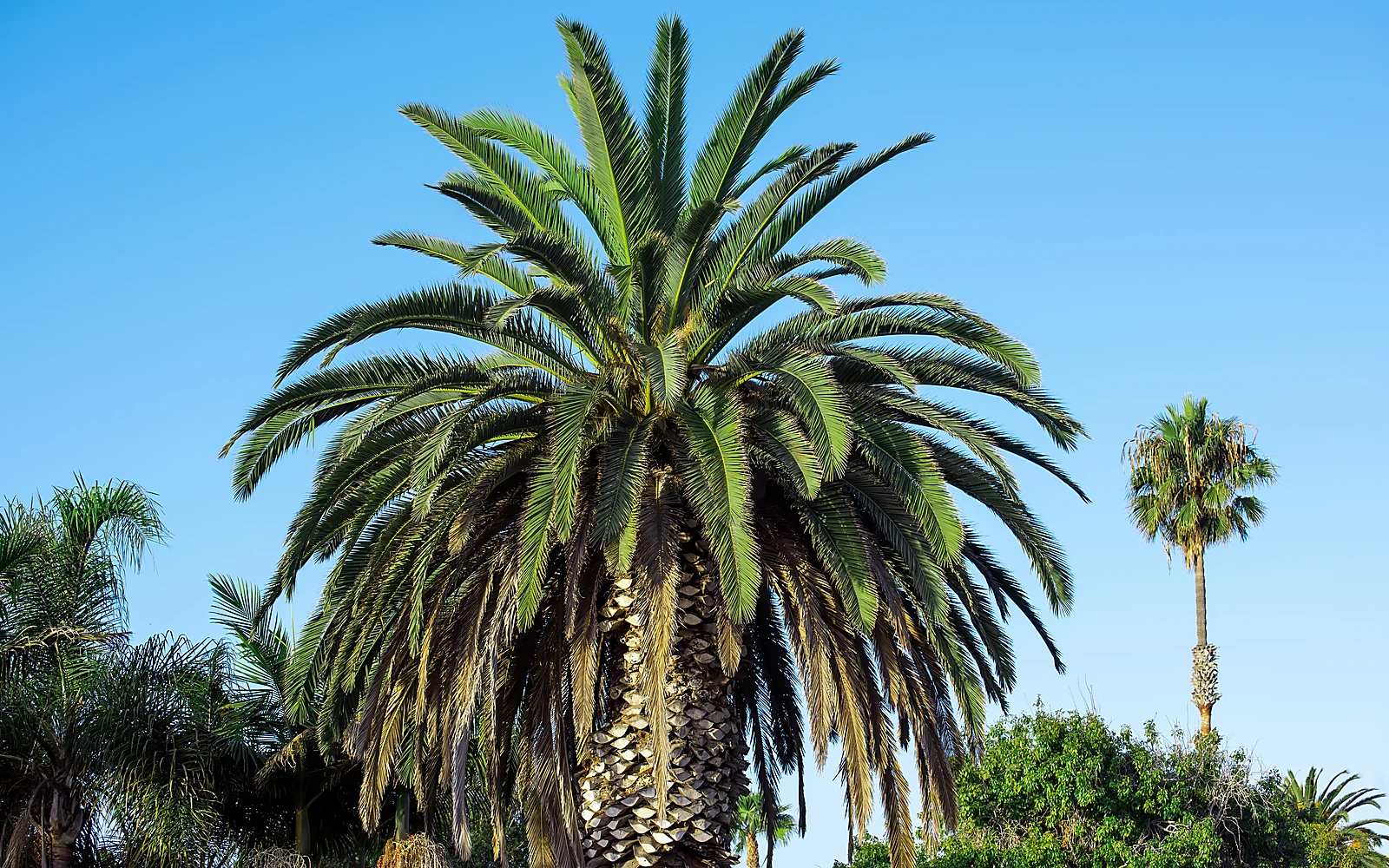 Palmeras habituales en jardines de la Marina Alta: imagen ilustrativa de varias palmeras