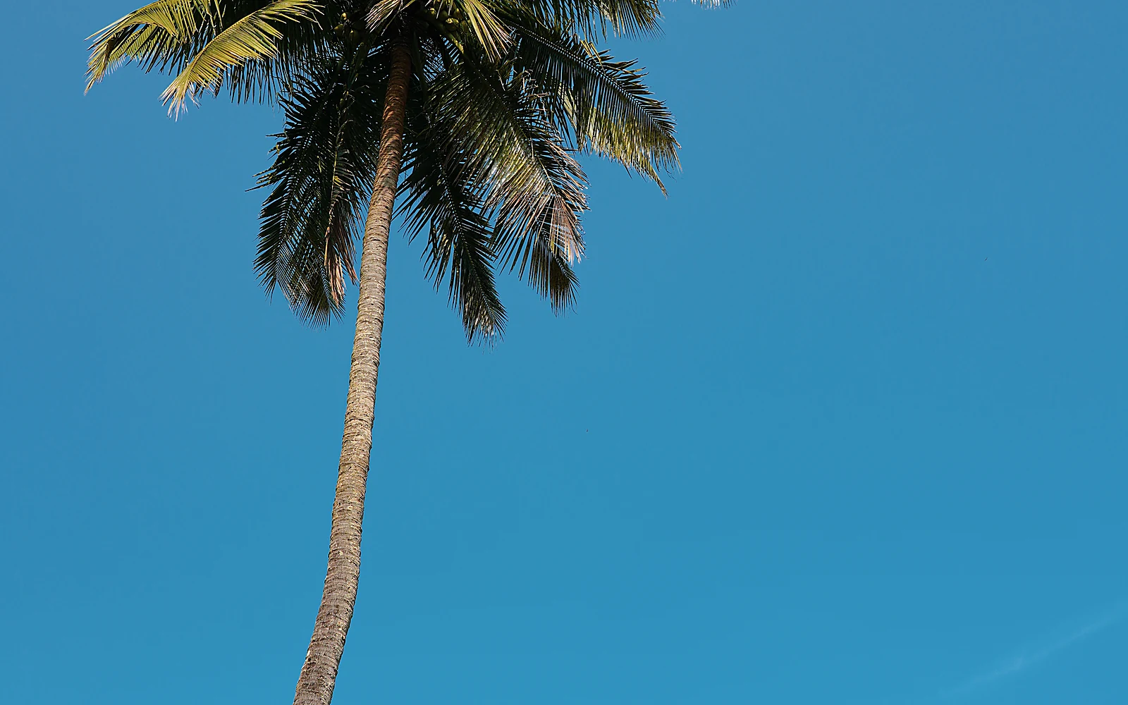 Cuidados de palmeras en jardines de Jávea: imagen ilustrativa de palmera mediterránea