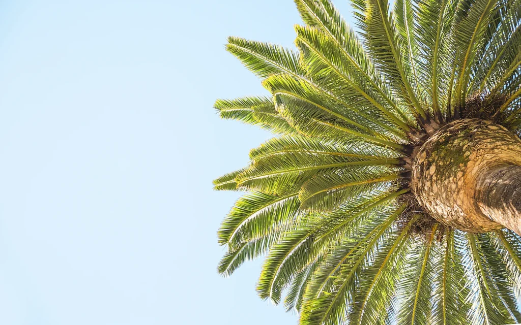 Picudo rojo en palmeras de la Marina Alta: imagen ilustrativa de corona de palmera