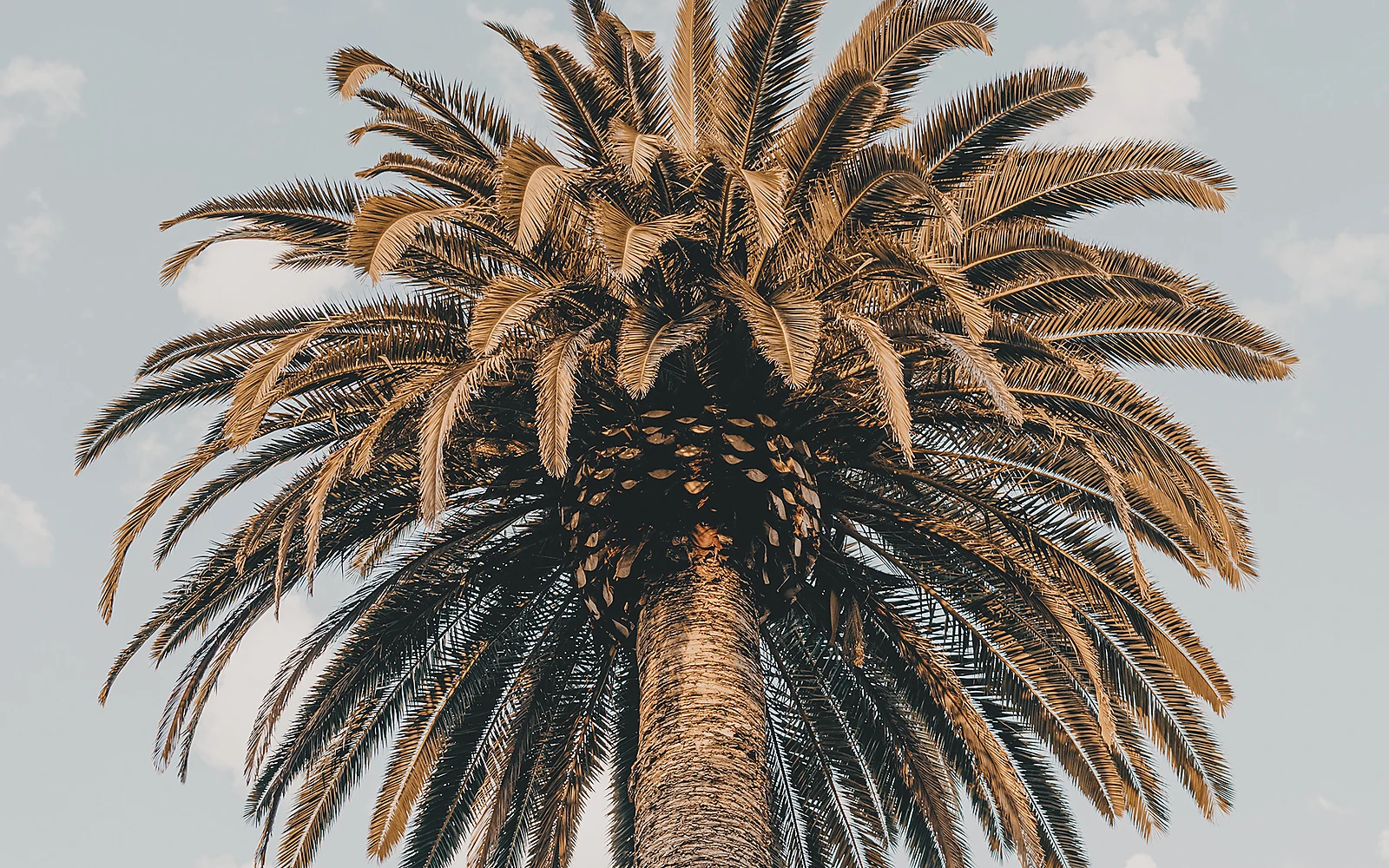 Palmera alta como apoyo visual para explicar criterios de protección en la Comunitat Valenciana