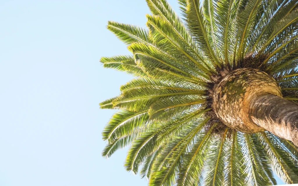 Palmeras resistentes a la salinidad: imagen nítida de apoyo para jardines costeros de la Marina Alta