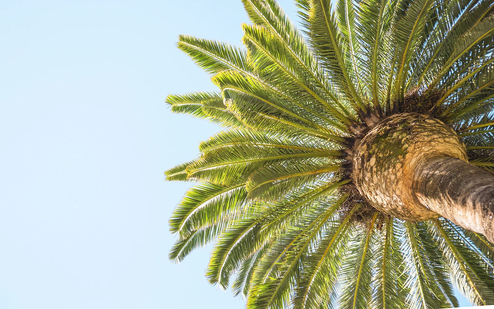 Palmeras resistentes a la salinidad: imagen nítida de apoyo para jardines costeros de la Marina Alta