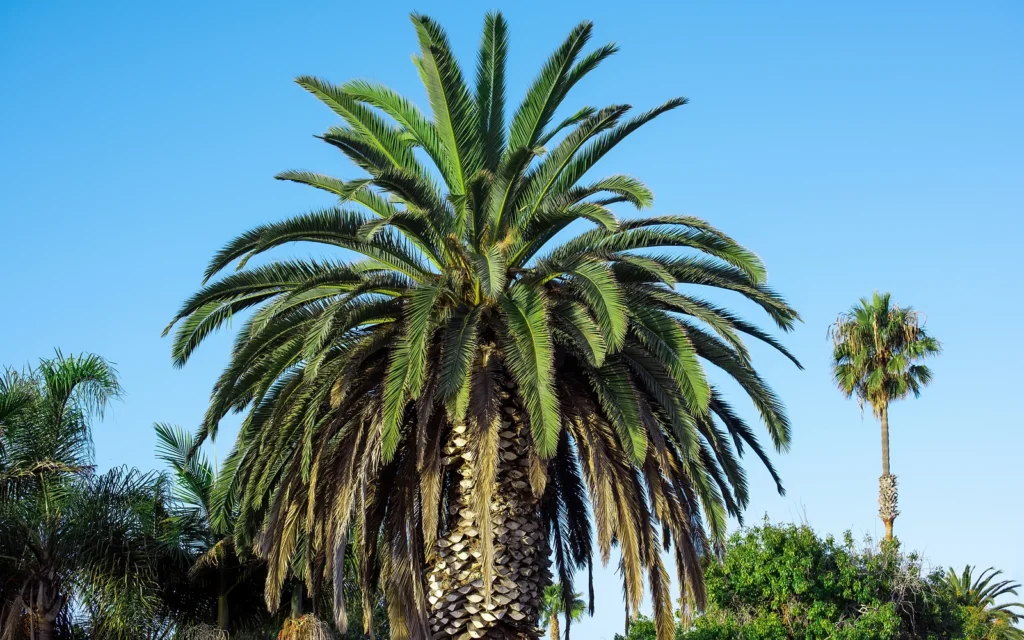 Palmeras expuestas al viento: fotografía nítida de apoyo para jardines costeros y parcelas abiertas