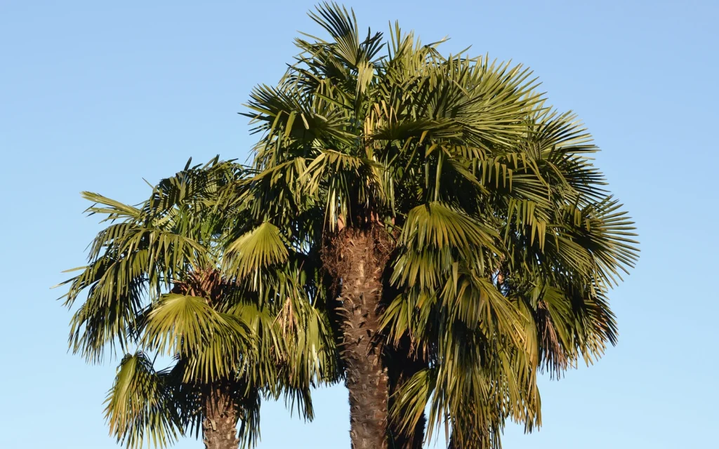 Palmera mediterránea para acompañar una guía sobre Paysandisia archon y sus daños sin presentar la imagen como diagnóstico
