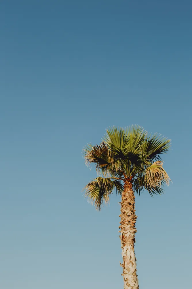 Plagas más frecuentes de las palmeras - ejemplo de palmera para guía de mantenimiento