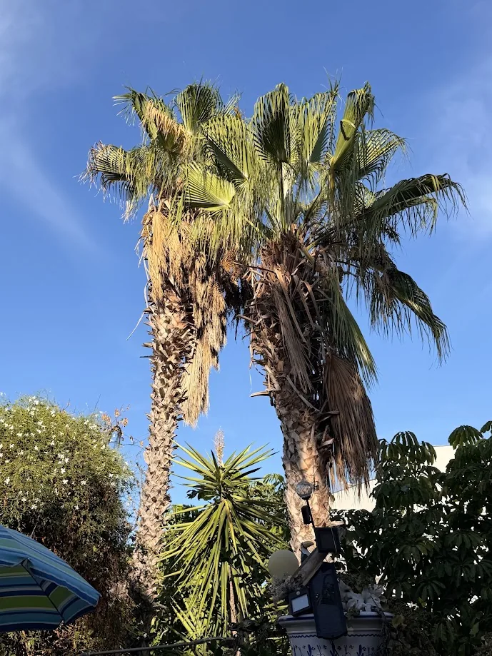 Palmera para explicar los riesgos de una poda excesiva