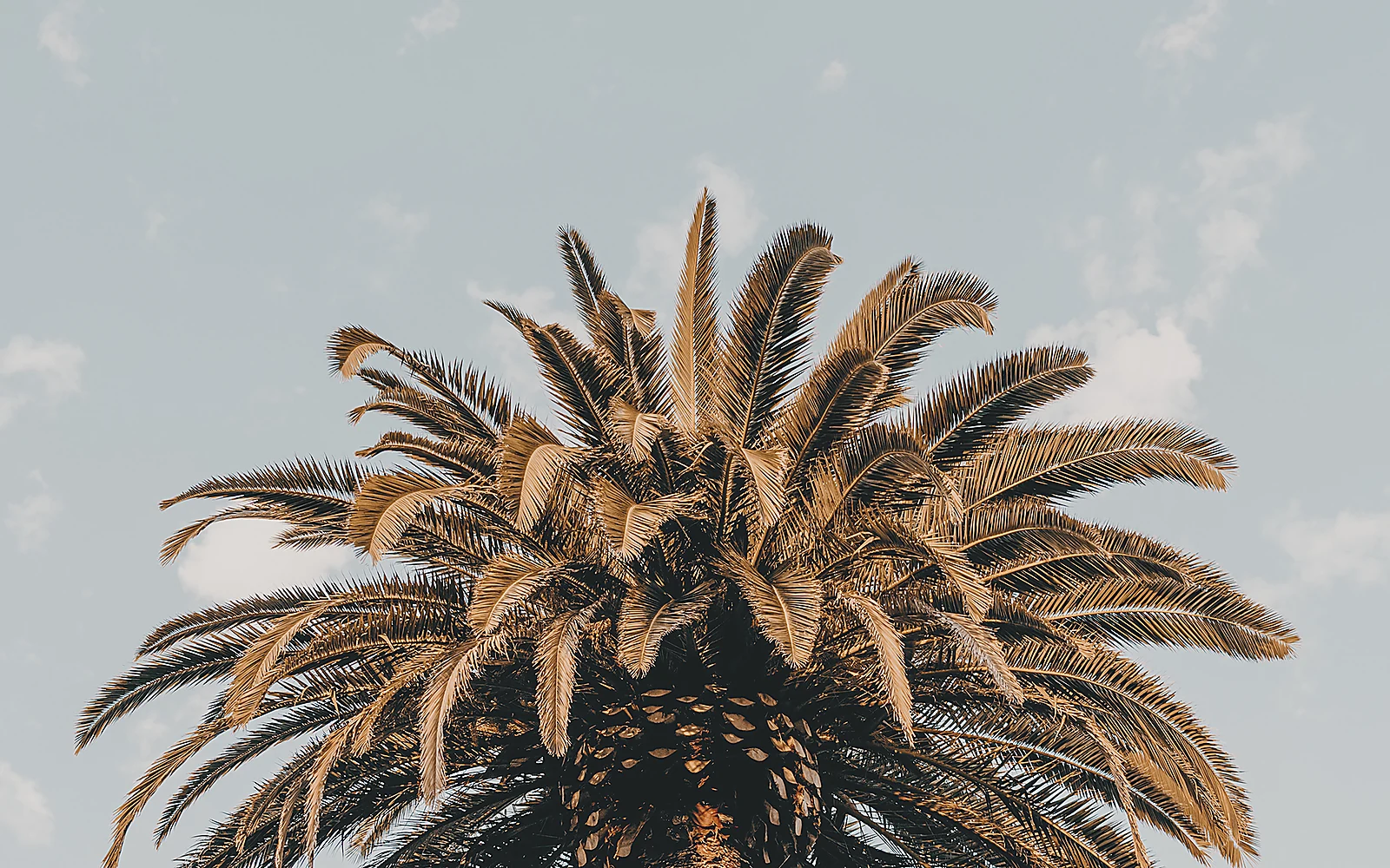Poda de palmeras con acceso difícil: imagen ilustrativa de palmera en jardín residencial