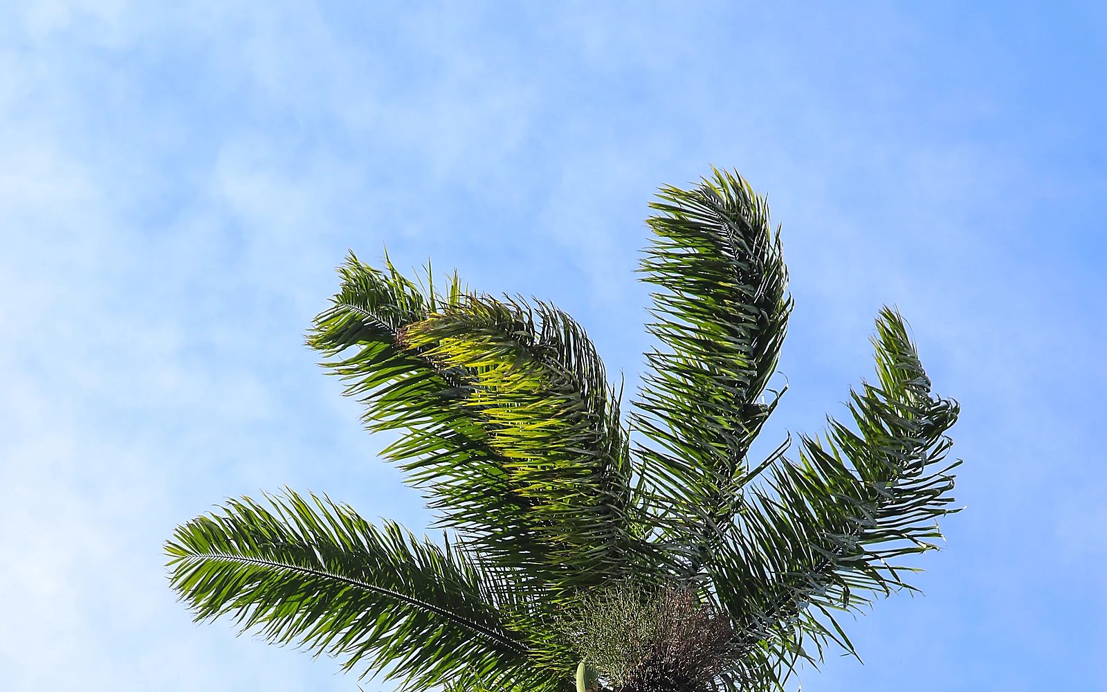 Poda de palmeras en hoteles: imagen ilustrativa de palmeras en entorno turístico mediterráneo