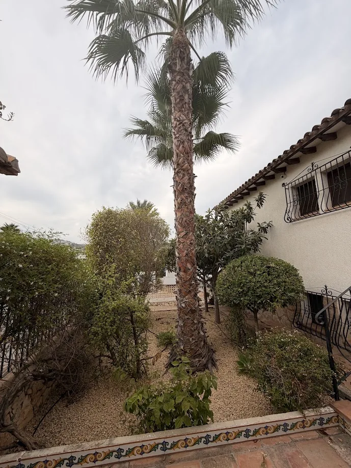 Palmera alta para planificar poda durante el invierno en Alicante