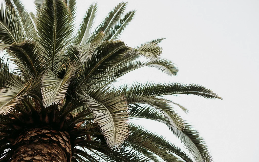 Poda de palmeras en jardines privados: imagen ilustrativa de palmera en villa mediterránea