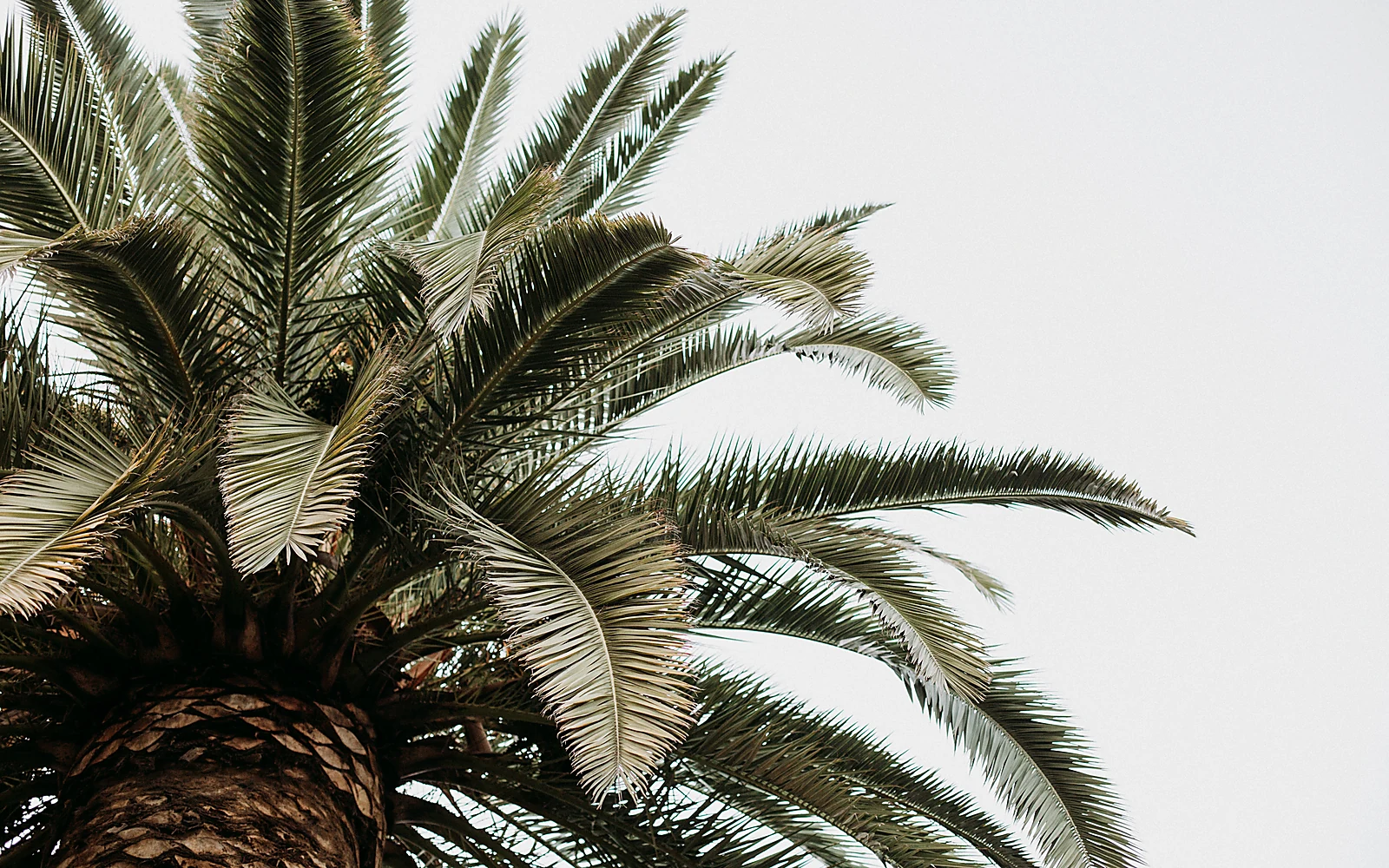 Poda de palmeras en jardines privados: imagen ilustrativa de palmera en villa mediterránea