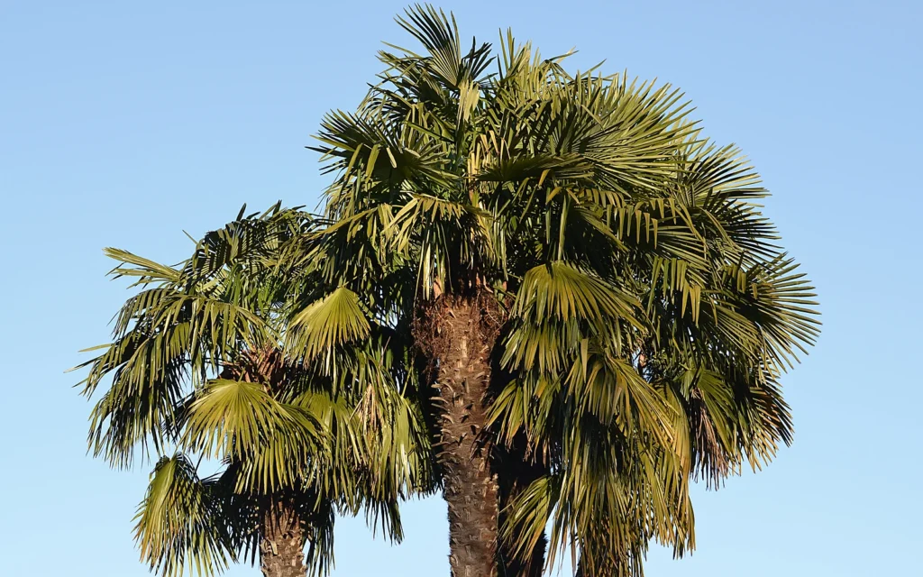 Poda de palmeras en restaurantes y terrazas: imagen ilustrativa de palmera mediterránea