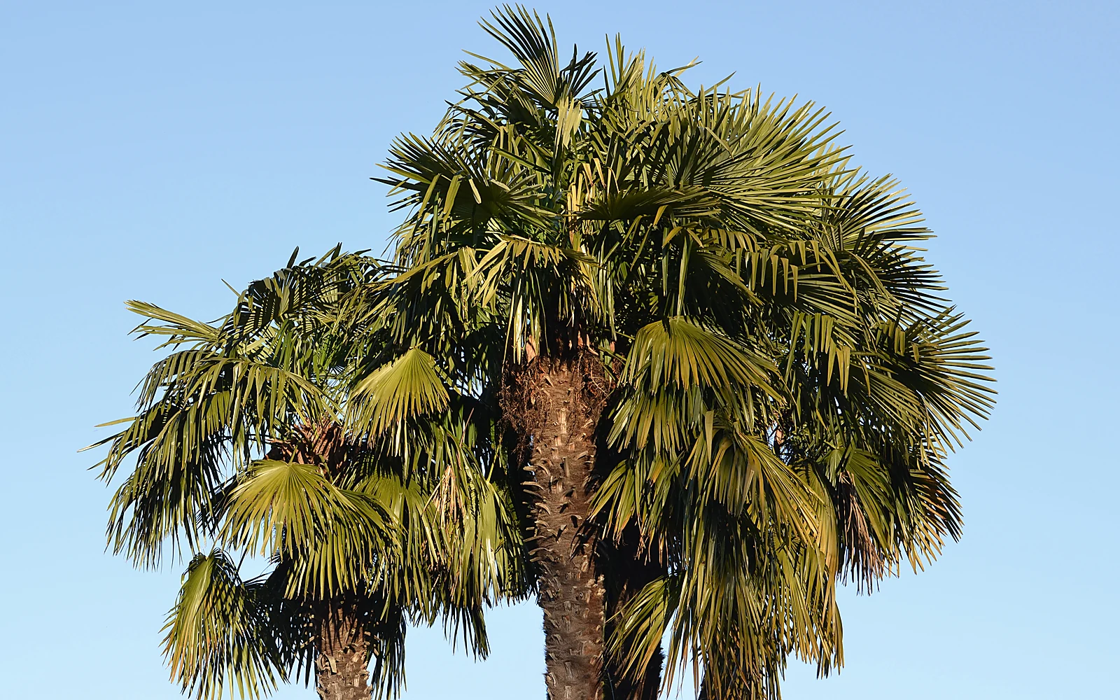 Poda de palmeras en restaurantes y terrazas: imagen ilustrativa de palmera mediterránea