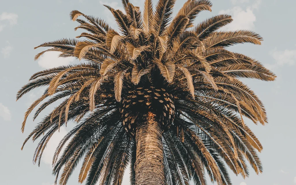 Copa de palmera como imagen de apoyo para explicar causas de amarilleo en Syagrus romanzoffiana sin diagnosticar el ejemplar fotografiado