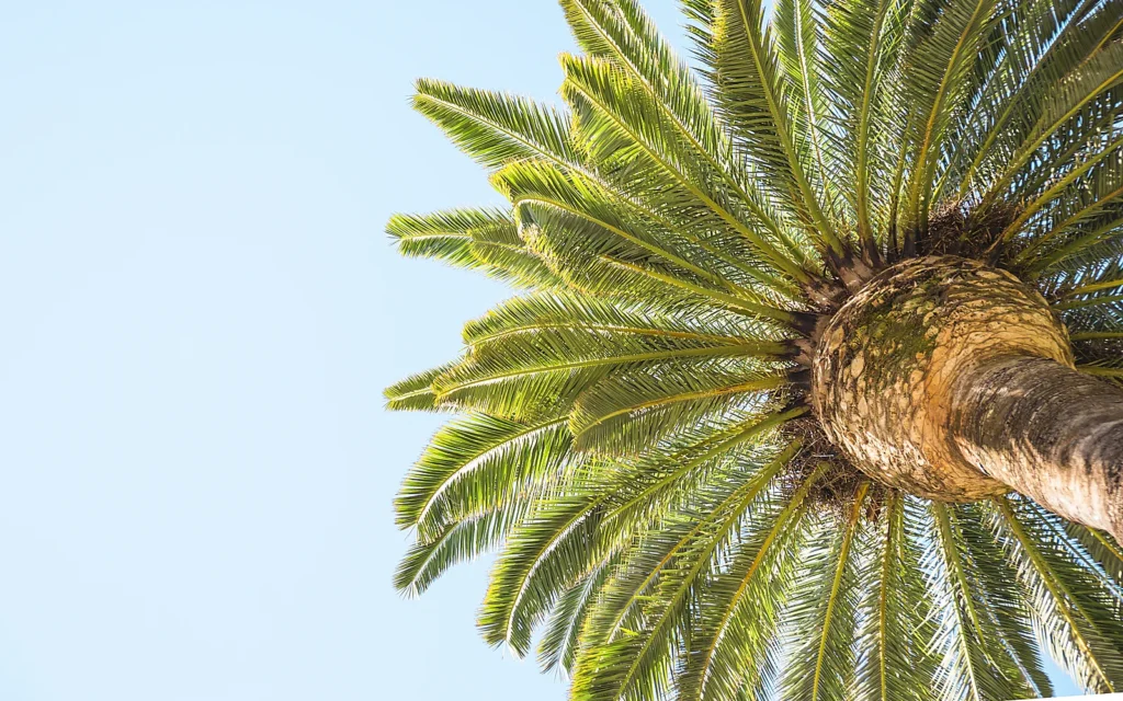 Factores que modifican el precio de podar una palmera: imagen ilustrativa de copa de palmera