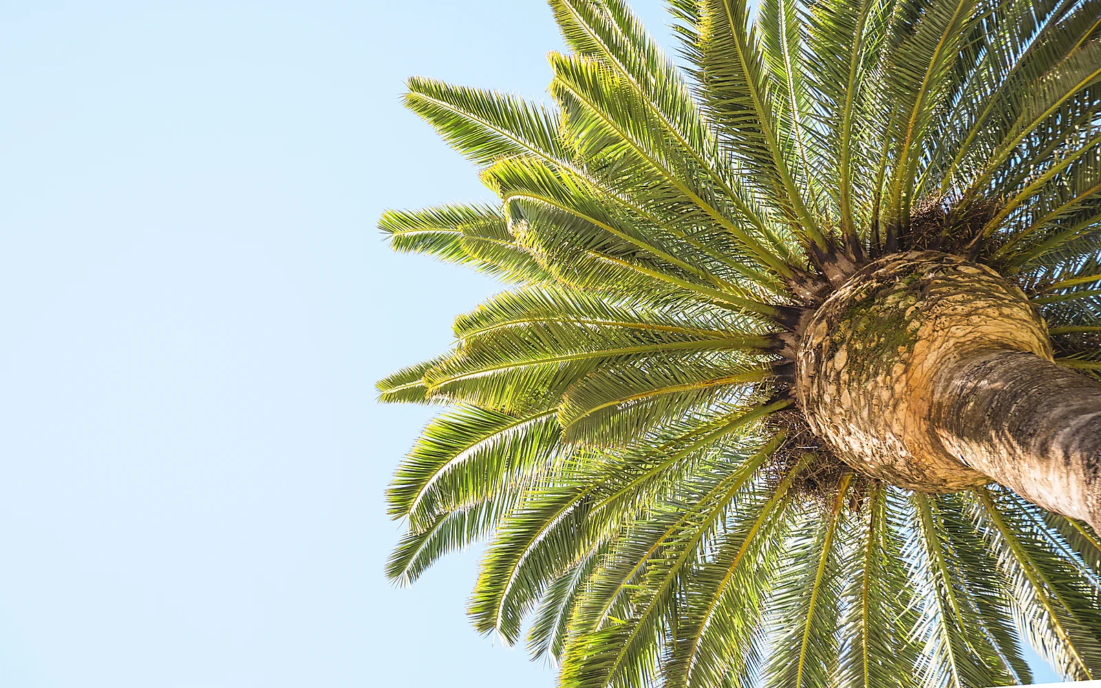 Factores que modifican el precio de podar una palmera: imagen ilustrativa de copa de palmera
