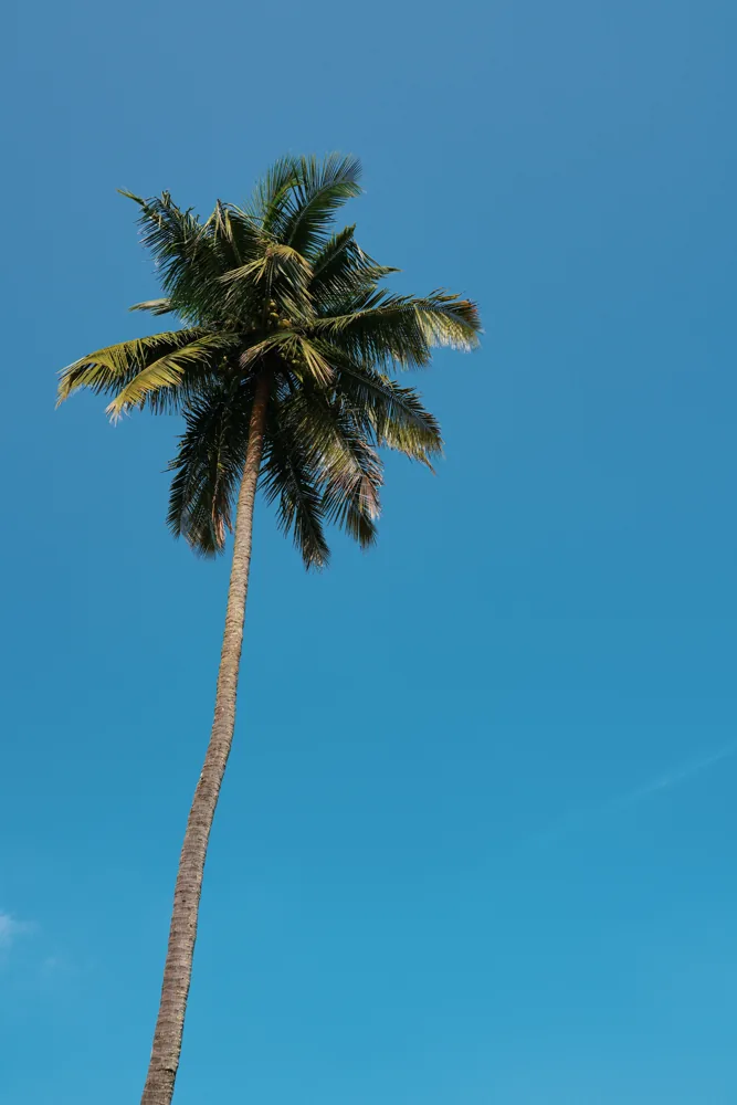 ¿Por qué una palmera deja de crecer? - ejemplo de palmera para guía de mantenimiento