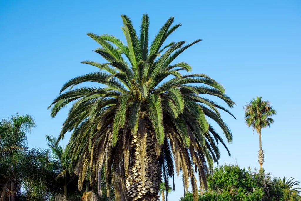 Por qué las Washingtonias acumulan hojas secas - ejemplo de palmera para guía de mantenimiento