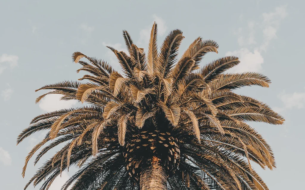 Palmera alta para comparar precios de poda según altura: imagen ilustrativa