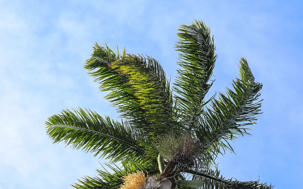 Retirada de una palmera y gestión de restos: imagen ilustrativa nítida