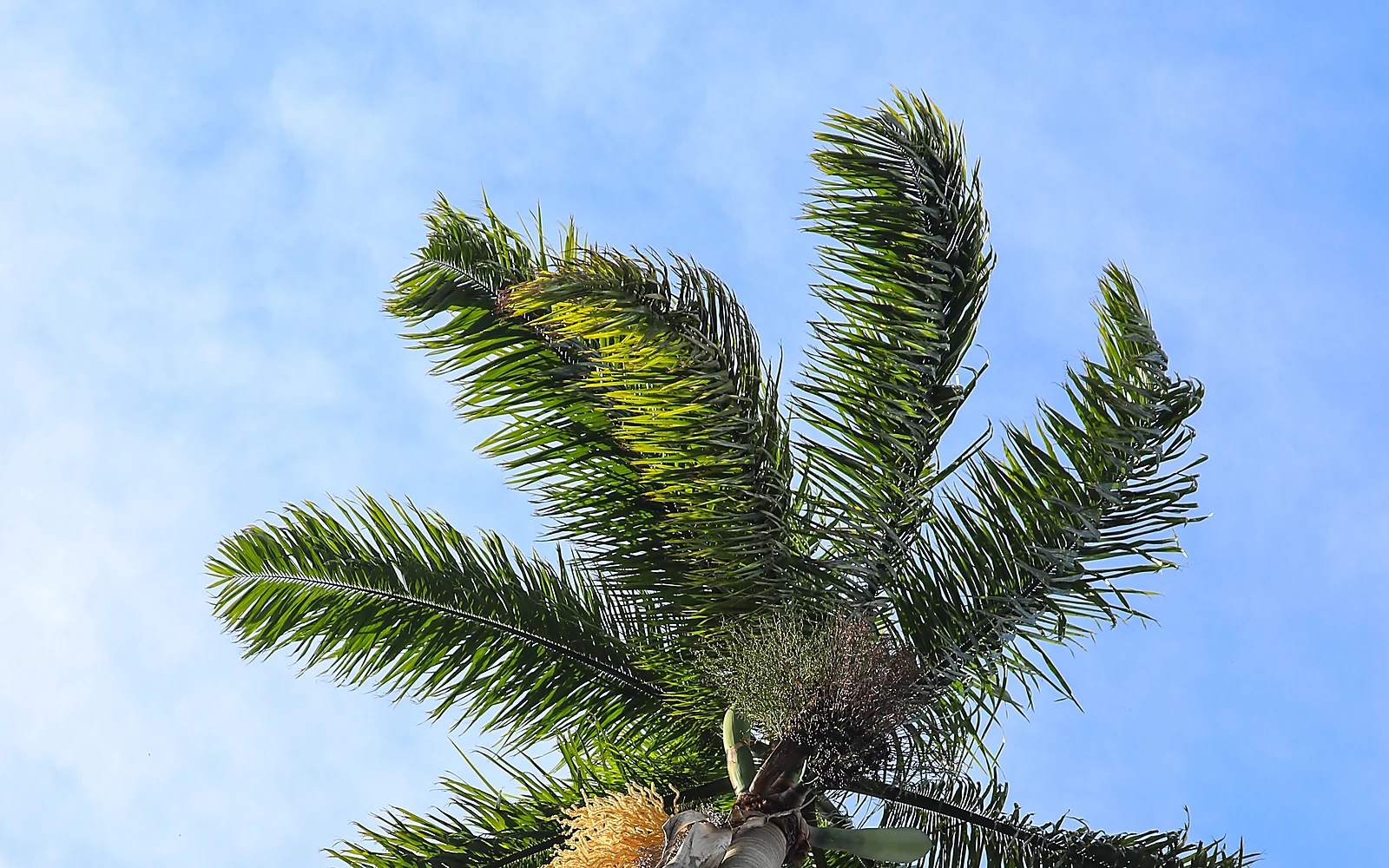 Retirada de una palmera y gestión de restos: imagen ilustrativa nítida