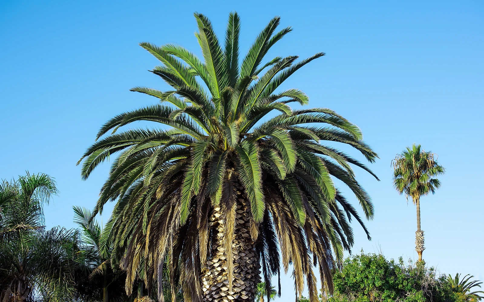 Palmera próxima a una vivienda como apoyo visual para una guía sobre conflictos entre vecinos y lindes
