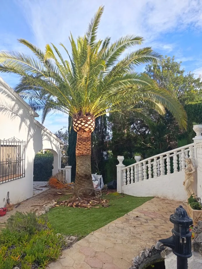 Palmera con hojas verdes y secas para seleccionar qué hojas cortar