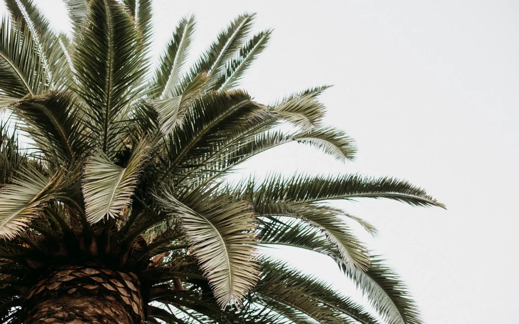 Palmera junto a piscina: imagen nítida para elegir especie y planificar mantenimiento en jardines residenciales