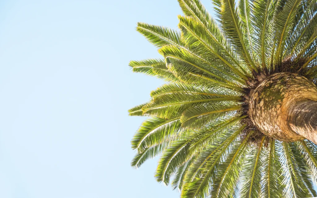 Palmera próxima a una piscina: imagen de apoyo en alta resolución sobre palmeras en jardines residenciales