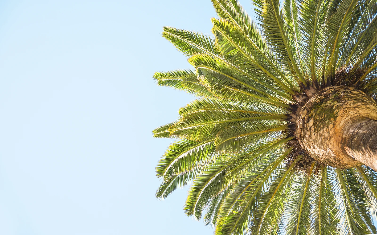 Palmera próxima a una piscina: imagen de apoyo en alta resolución sobre palmeras en jardines residenciales