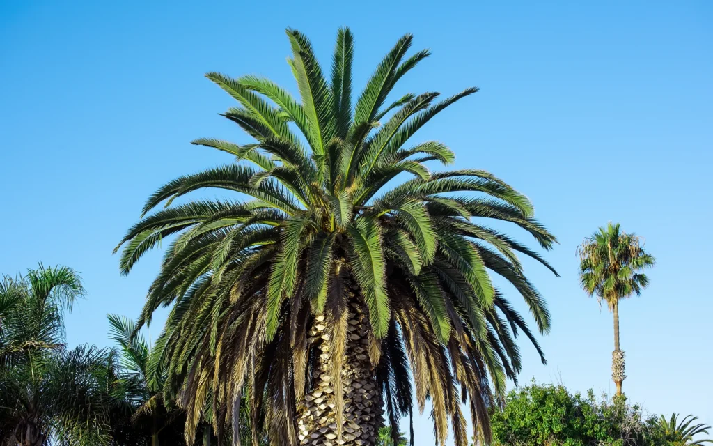 Raíces de palmera y pavimento: imagen nítida de apoyo para analizar palmeras junto a zonas construidas