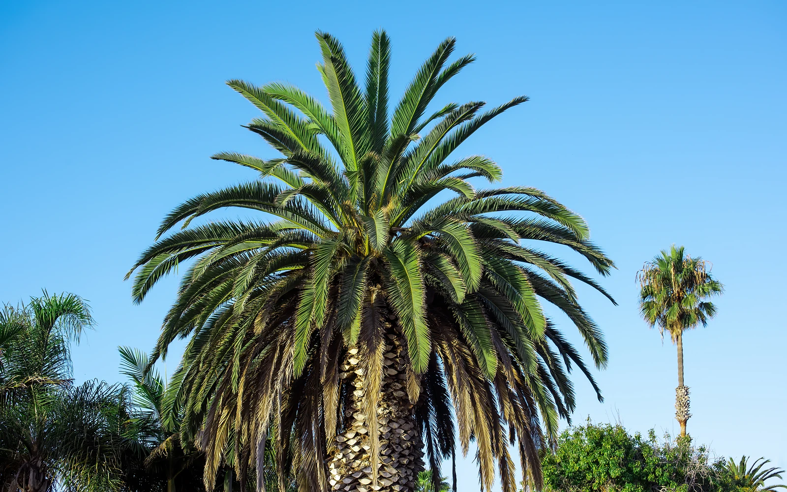 Raíces de palmera y pavimento: imagen nítida de apoyo para analizar palmeras junto a zonas construidas