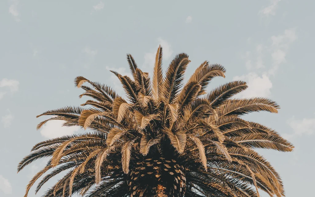 Raíces de palmera cerca de instalaciones: fotografía nítida de apoyo sobre palmeras y entorno construido