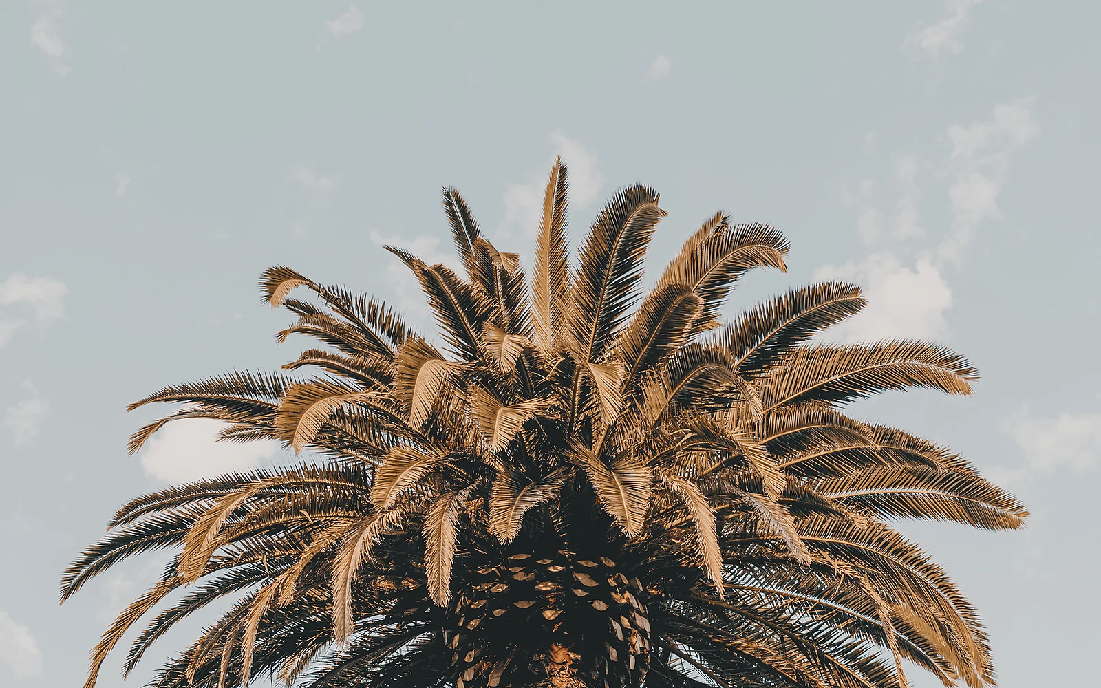 Raíces de palmera cerca de instalaciones: fotografía nítida de apoyo sobre palmeras y entorno construido