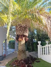 Cómo recuperar una palmera dañada - ejemplo de palmera para guía de mantenimiento