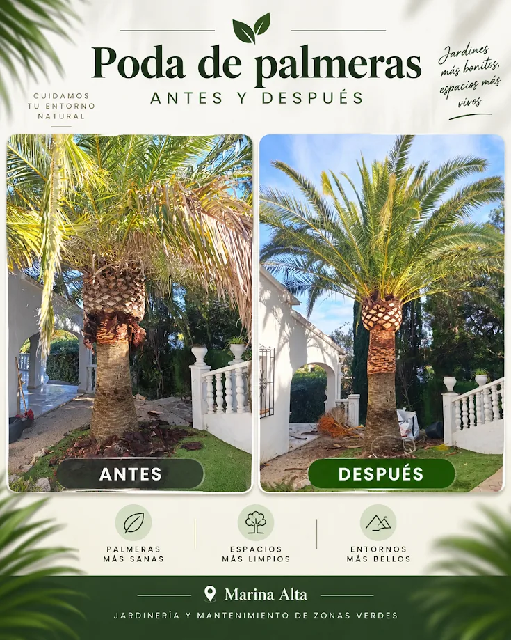 Trabajo con palmeras que incluye recogida y gestión de restos