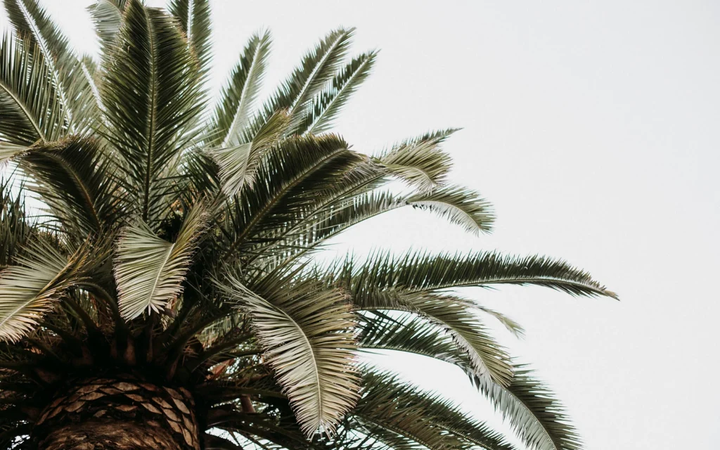 Retirada de raíces y tocón de palmera: imagen nítida de apoyo para trabajos posteriores a la tala