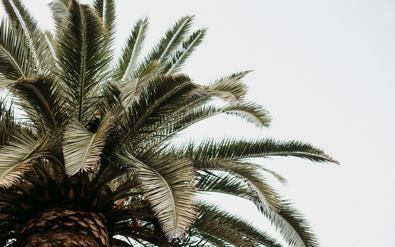 Retirada de raíces y tocón de palmera: imagen nítida de apoyo para trabajos posteriores a la tala