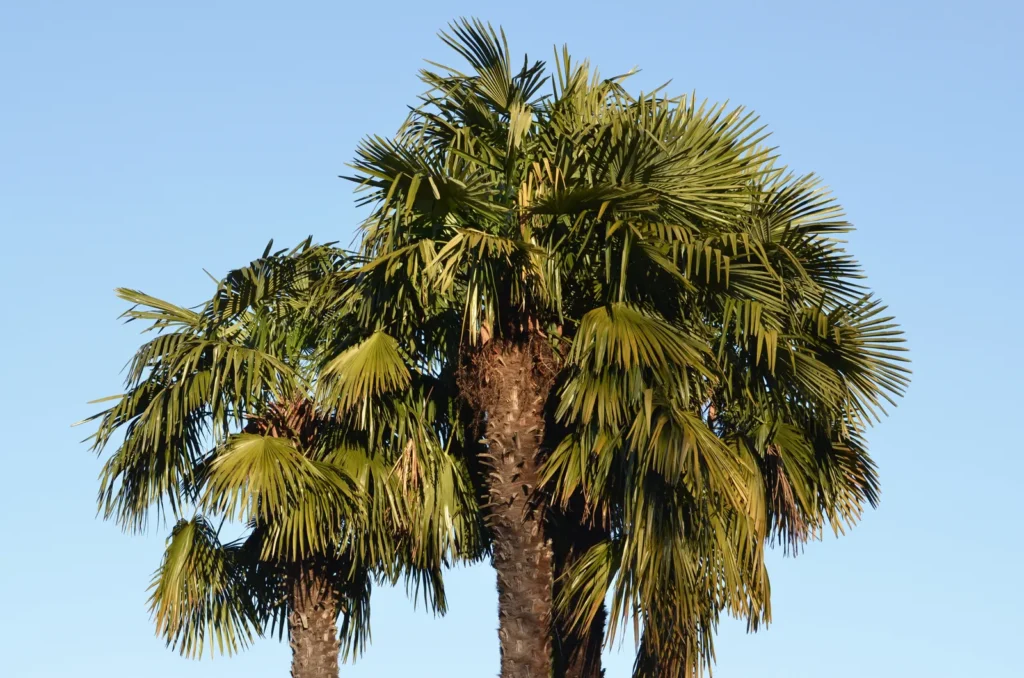 Palmera alta fotografiada para explicar una inspección después de una tormenta