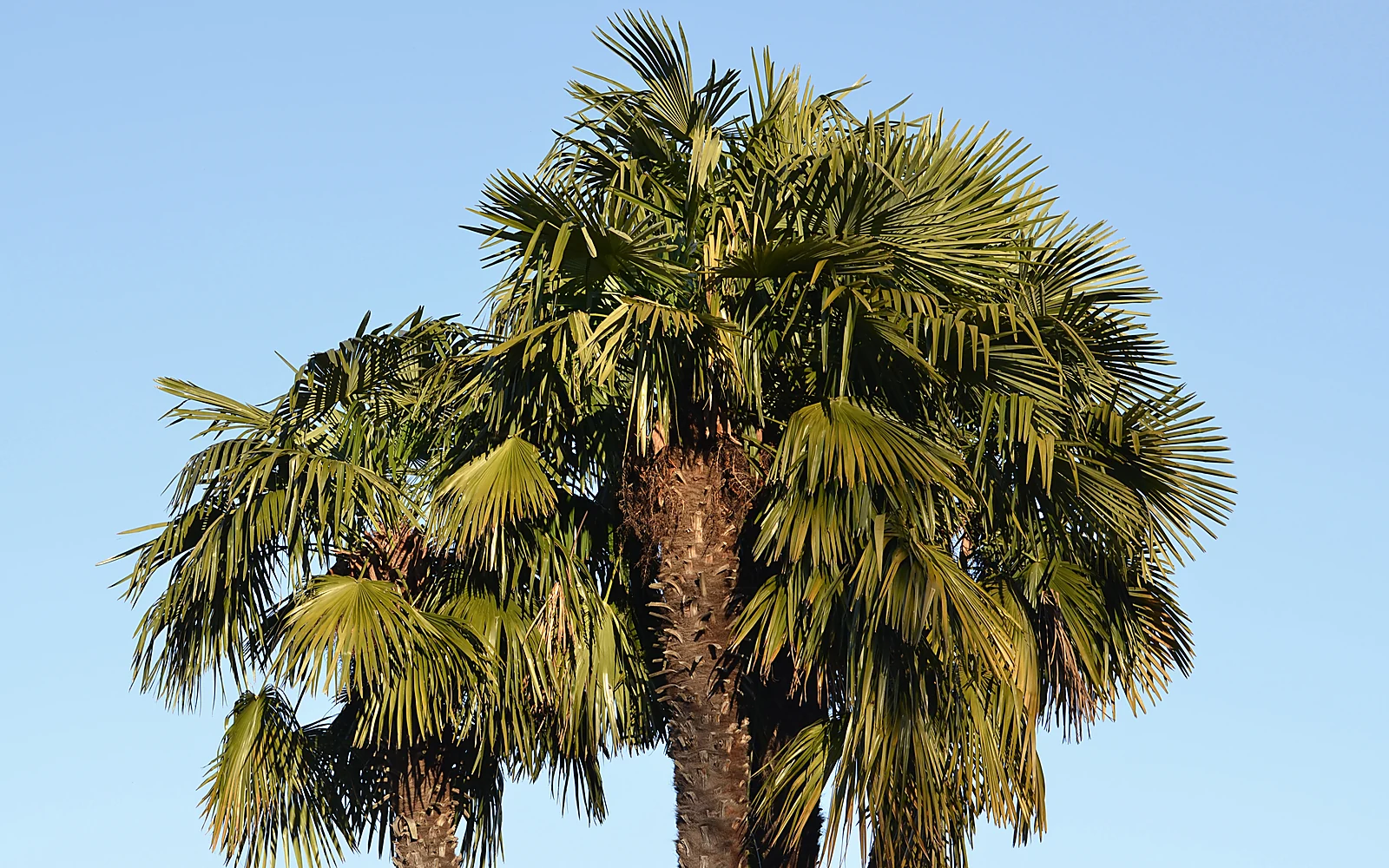 Salinidad y palmeras en primera línea de costa: imagen ilustrativa de palmera frente al ambiente marino
