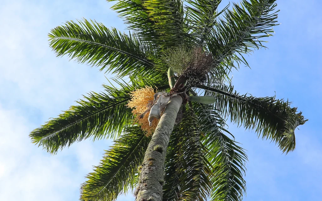 Profesional trabajando en una palmera como apoyo visual para una guía sobre seguro de responsabilidad civil en poda