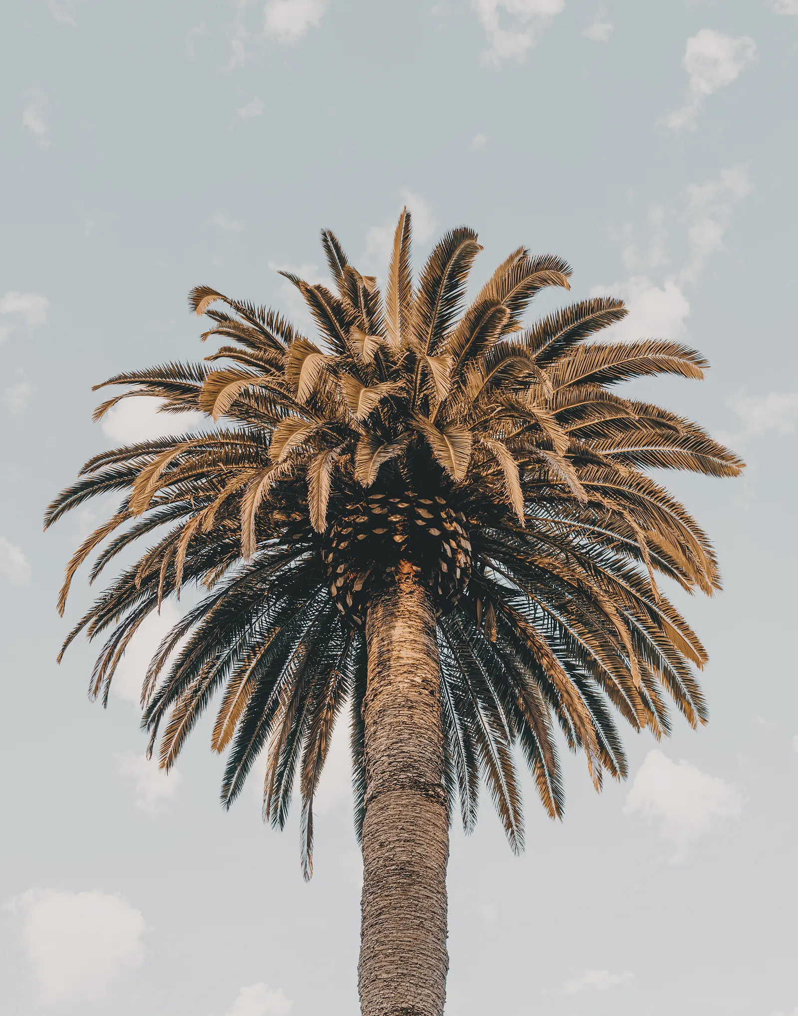 Palmera alta utilizada para explicar señales visuales de debilitamiento